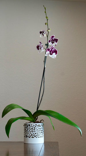 The Bay - Self-Watering Cylindrical Orchid Pot with Open Voronoi Ventilation, Bottom Water Reservoir, Modern Indoor Plant Pot