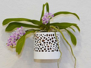 The Cypress Sconce - Orchid Wall Planter with Voronoi Pattern, Self-Watering Wall Mount Planter, Modern Indoor Plant Decor