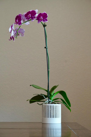 The Olive - Self-Watering Orchid Pot with Vertical Line Ventilation, Cylindrical Design with Bottom Water Reservoir, Modern Plant Pot